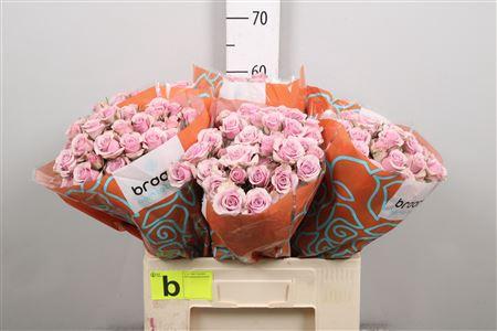 Rosa tros Leila