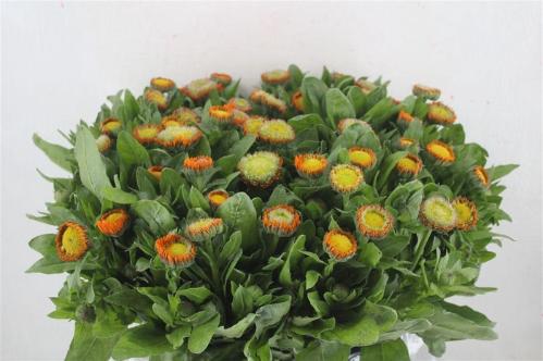 calendula overig