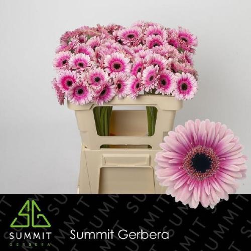 Gerbera mini 'Leando'