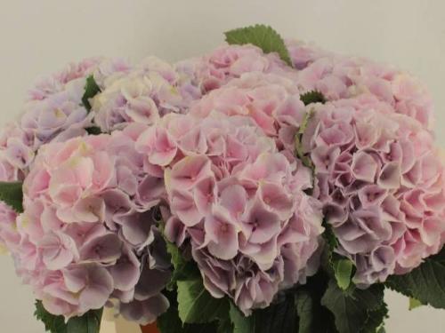 Hydrangea macrophylla 'Verena'