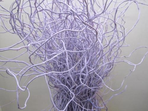 Salix kleurbehandeld H%
