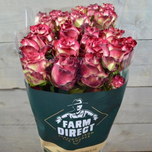 Rosa grootbloemig overig