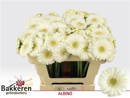 Gerbera mini Albino