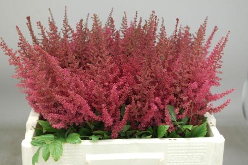 Astilbe Arendsii Grp 'Else Schluck'