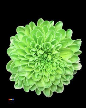 Chrysanthemum Indicum Grp tros kas kleurbehandeld H%