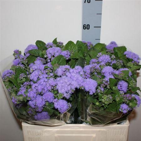 Ageratum houstonianum 'Blue Horizon'