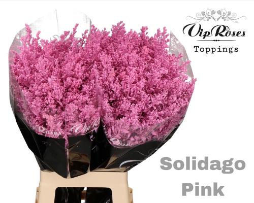 Solidago kleurbehandeld H%