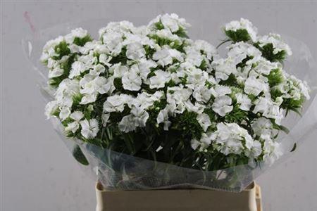Dianthus barbatus 'Sweet Will White'