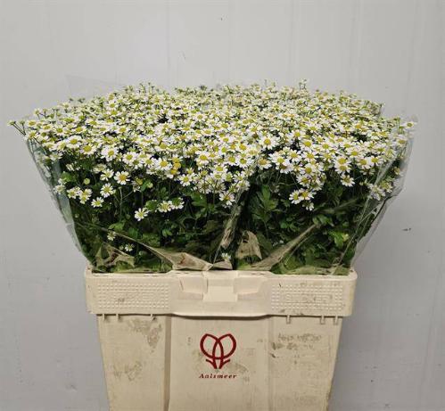 Tanacetum parthenium 'Single Vegmo'