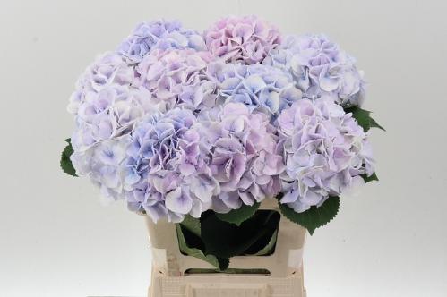 Hydrangea macrophylla Royal Surprise