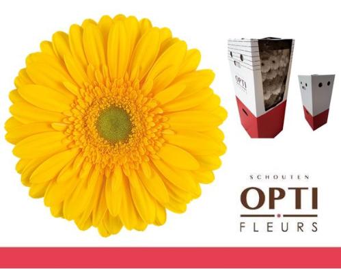 Gerbera grootbloemig 'Submarine'