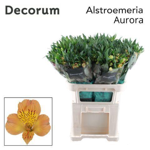 Alstroemeria Aurora