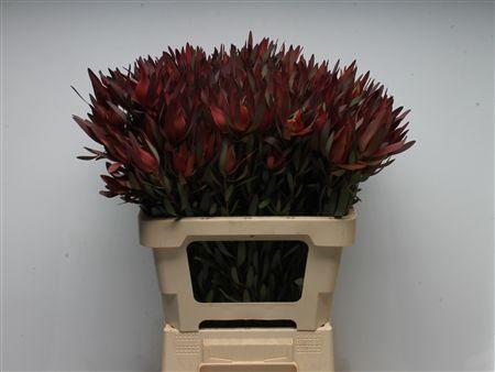 Leucadendron overig