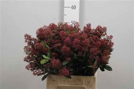 Skimmia per bos japonica 'Rubella'