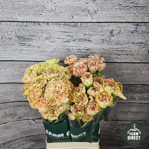 Dianthus standaard gemengd in fust