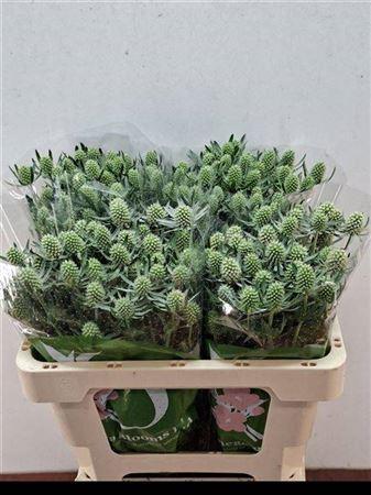 Eryngium planum 'White Glitter'