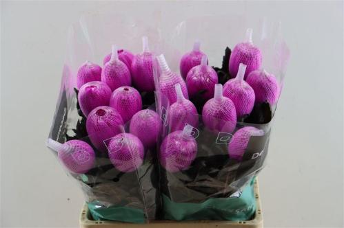 Chrysanthemum (Indicum Grp) geplozen Antonov kleurbehandeld H%