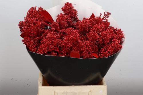 Skimmia per bos overig kleurbehandeld H%