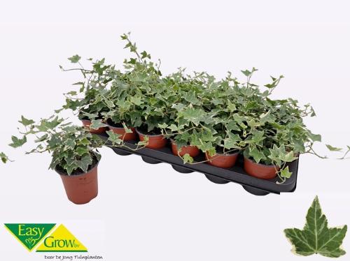 Hedera helix 'Eva'