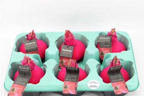 Hippeastrum bol gewaxt H%