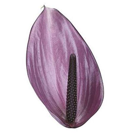 Anthurium Andreanum Grp Previa