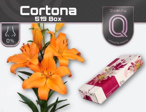 Lilium (LA-hybrids Grp) 'Cortona'