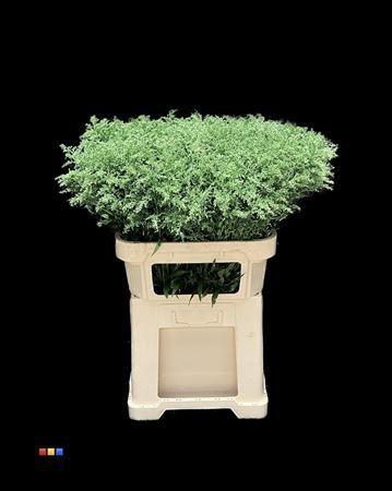 Solidago kleurbehandeld H%