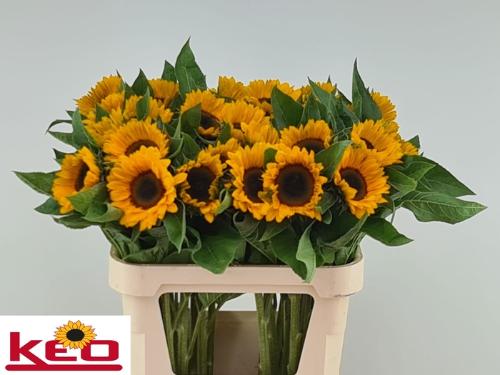 Helianthus annuus 'Sunrich Provence'