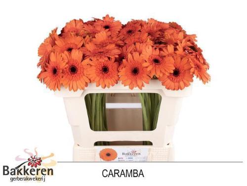 Gerbera mini 'Caramba'