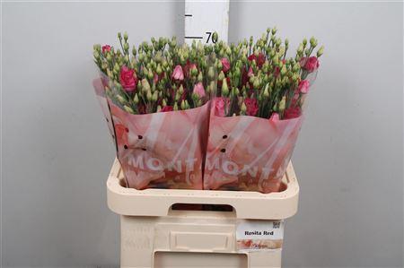 Eustoma russellianum gevuldbloemig 'Rosita Red'