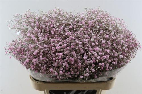 Gypsophila overig kleurbehandeld H%