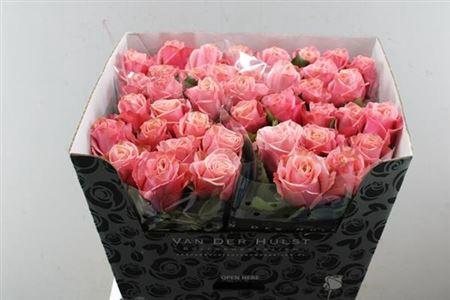 Rosa grootbloemig Adele