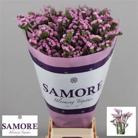 Limonium sinuatum Rosella Sun Birds