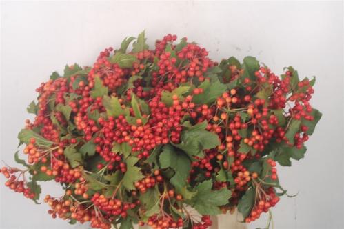 Viburnum per tak opulus 'Compactum'