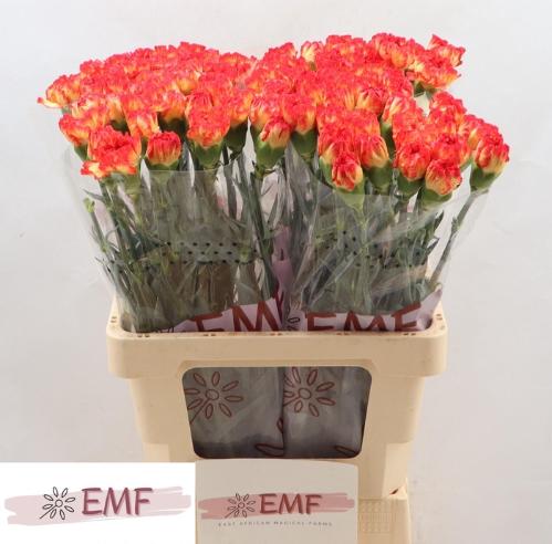 Dianthus standaard 'Zenit'