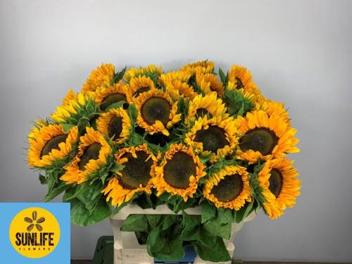 Helianthus annuus 'Sunrich Provence'