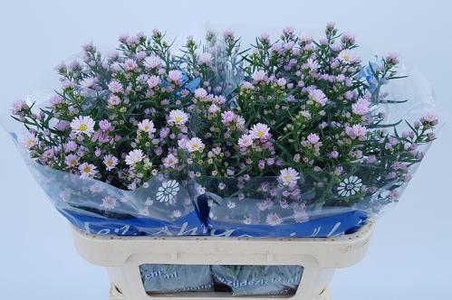Aster Universum Grp 'Claudia'