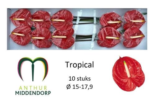 Anthurium Andreanum Grp 'Tropical'