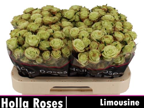Rosa tros Limousine