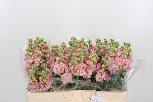 Matthiola incana 'Iron Apricot'