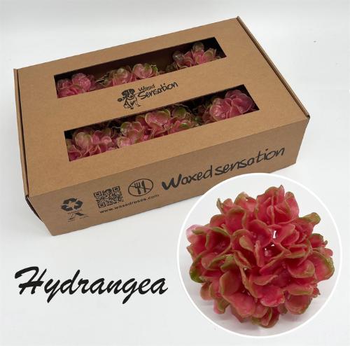 Hydrangea overig kleurbehandeld H%