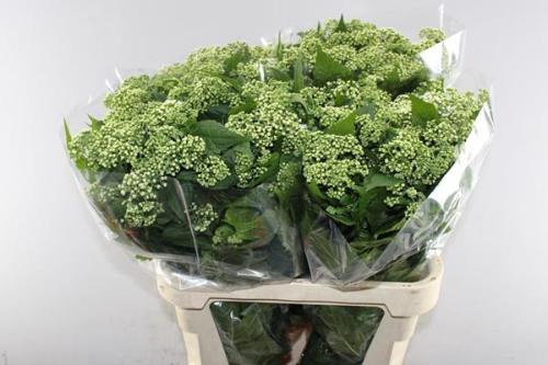 Eupatorium rugosum 'Braunlaub'