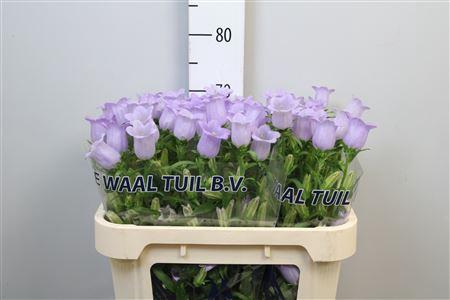 Campanula medium 'Champion Lavender'