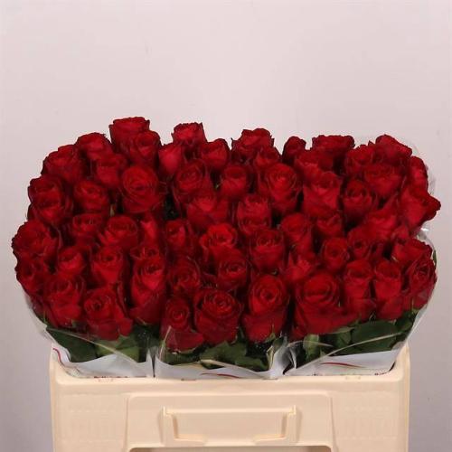 Rosa grootbloemig Madam Red