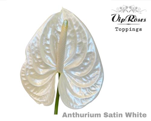 Anthurium Andreanum Grp kleurbehandeld H%
