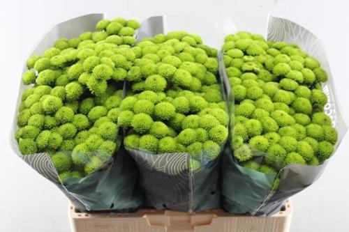 Chrysanthemum Indicum Grp tros santini Country