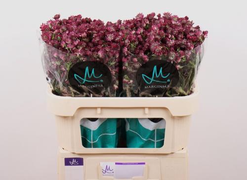 Astrantia major 'Star of Desire'