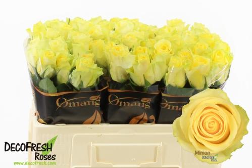 Rosa grootbloemig Minion Rose