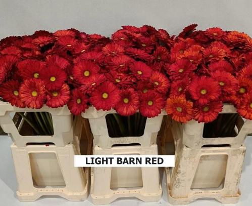 Gerbera mini kleurbehandeld H%