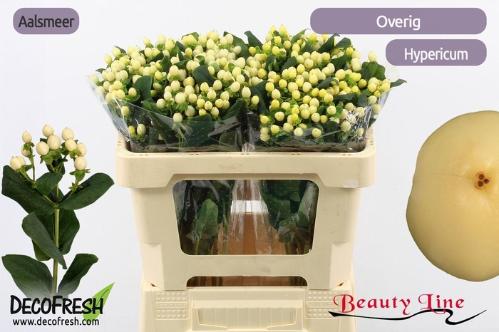 Hypericum x inodorum Brisk Vanilla